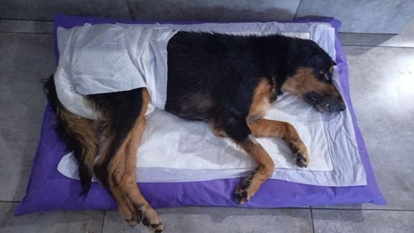 Rifa solidaría para un perro callejero que fue atropellado: “No va a volver a caminar si no lo operan”