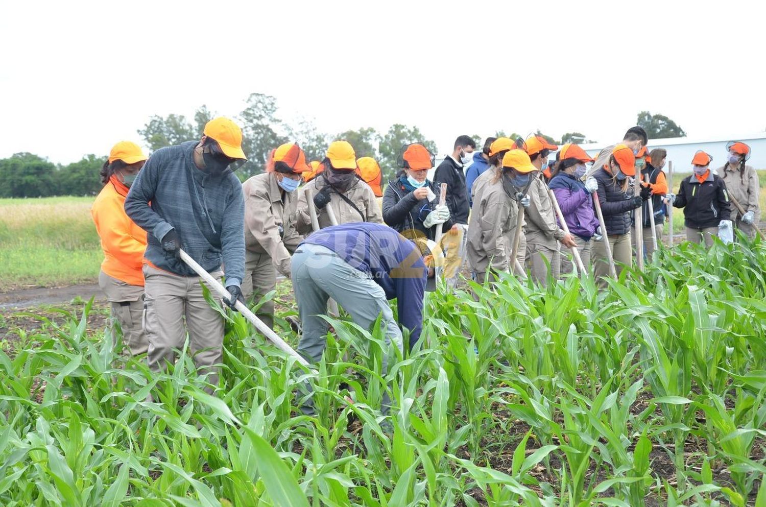 El curso de operarios de campo inició su etapa práctica en lote de producción