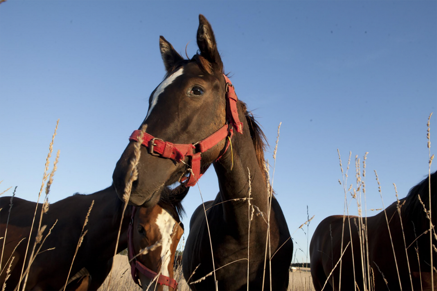 Encefalitis equina: se confirmaron dos nuevos casos en Entre Ríos