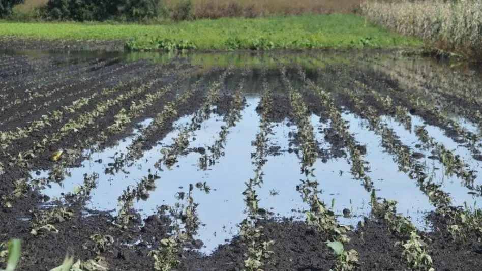 Frutihortícolas: "este temporal no afectó en términos económicos ni trajo perdida de la producción"