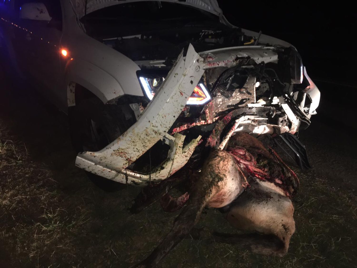 Una camioneta se chocó un caballo a pocos metros de Parque del Sol