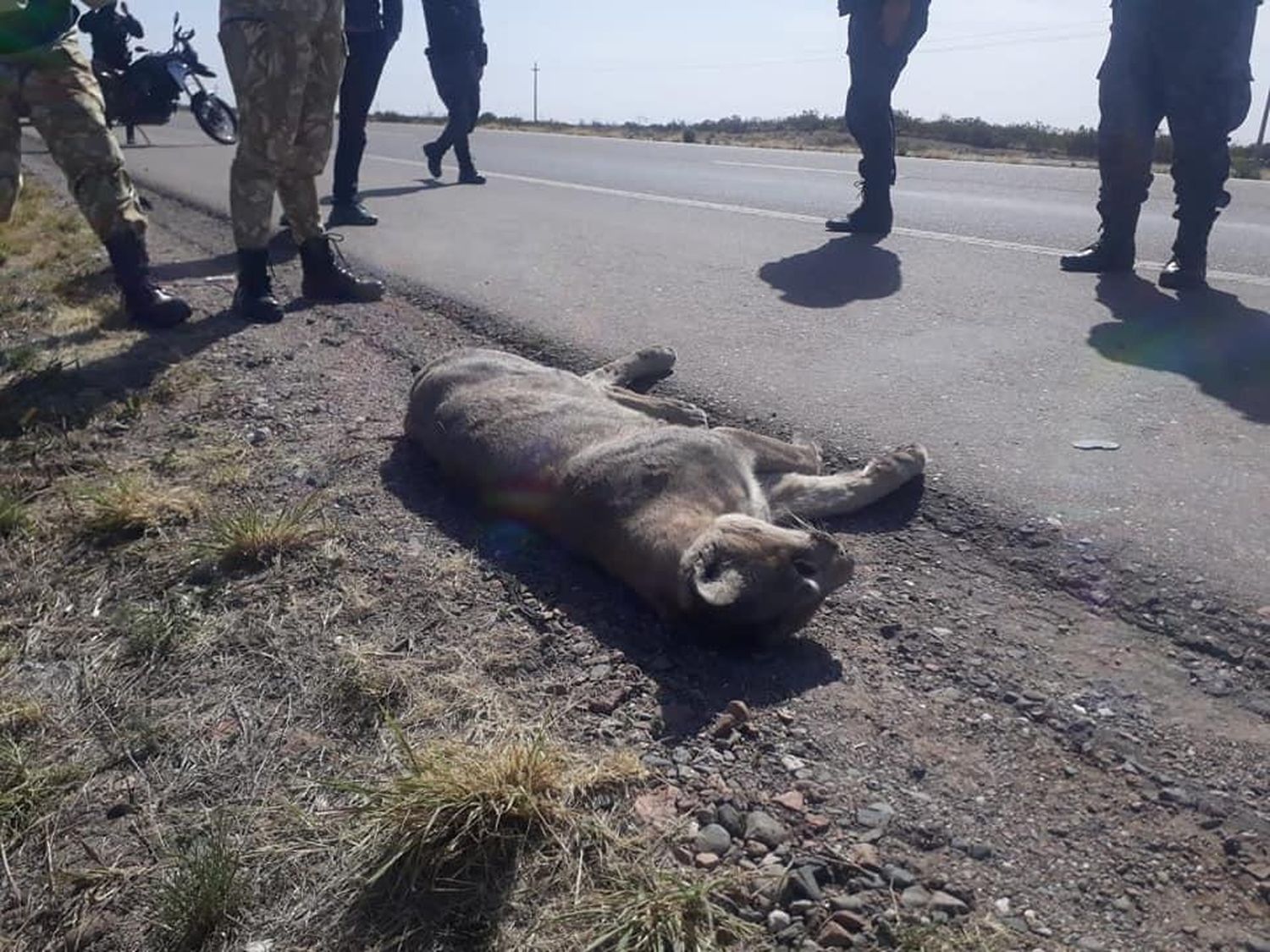 Atropellaron a un Puma en Angélica