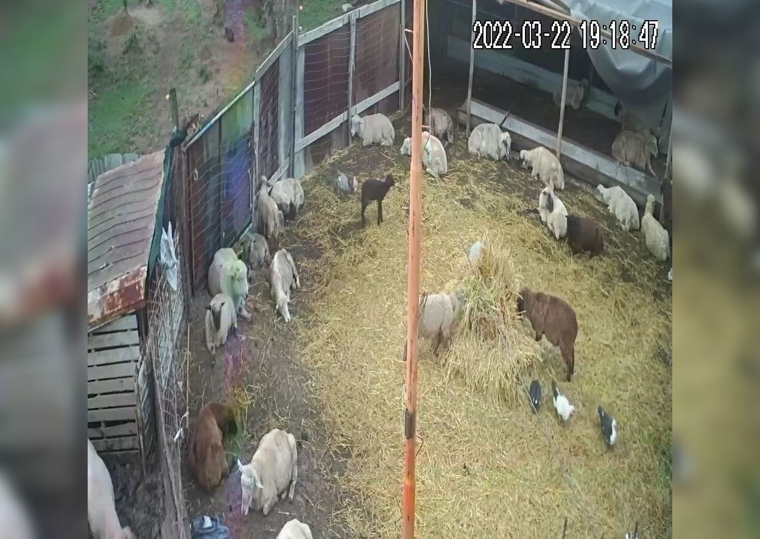 Denuncian el robo de animales en inmediaciones del barrio Futuro