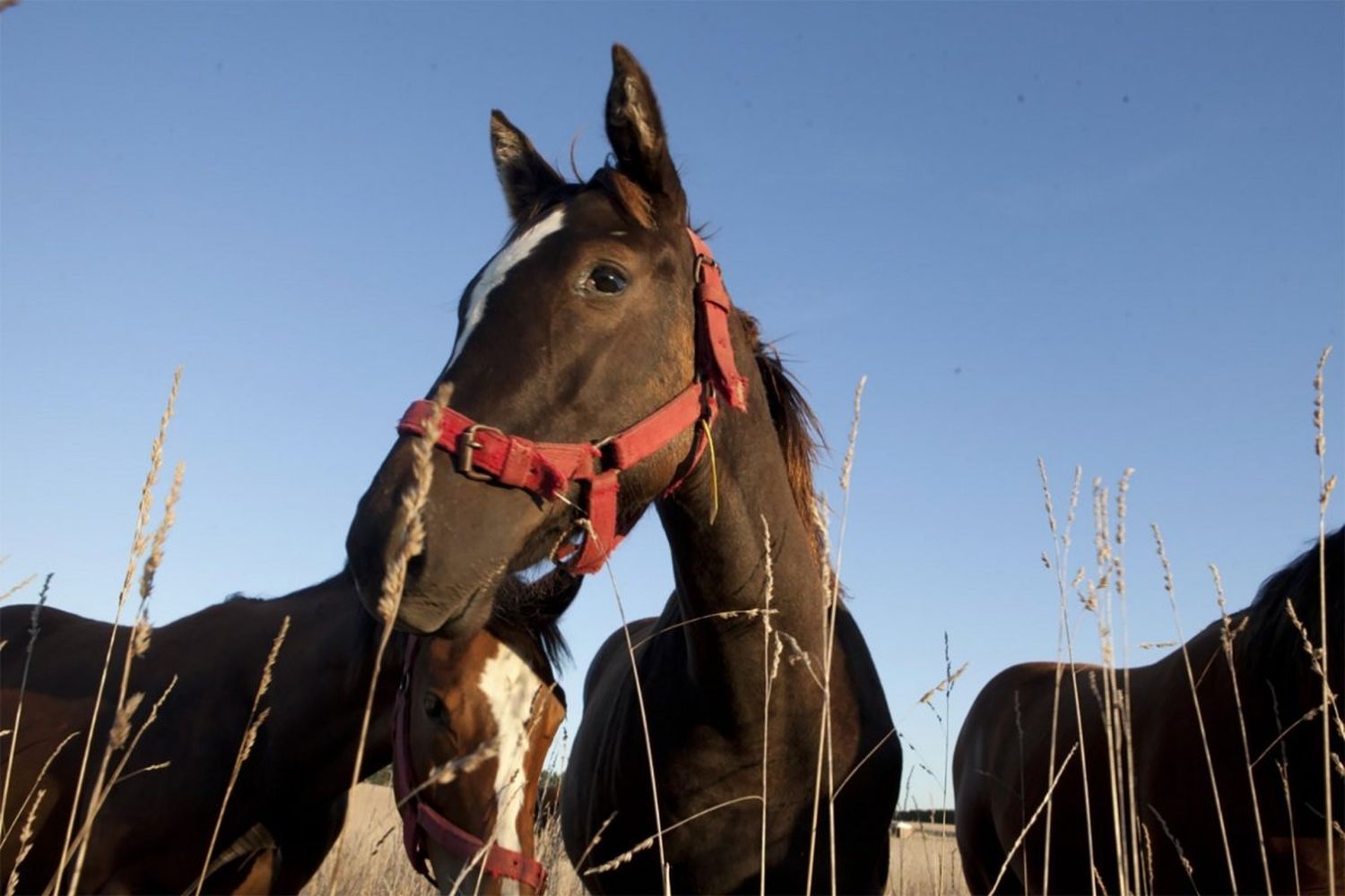 Una mujer de Gualeguay murió por la enfermedad equina