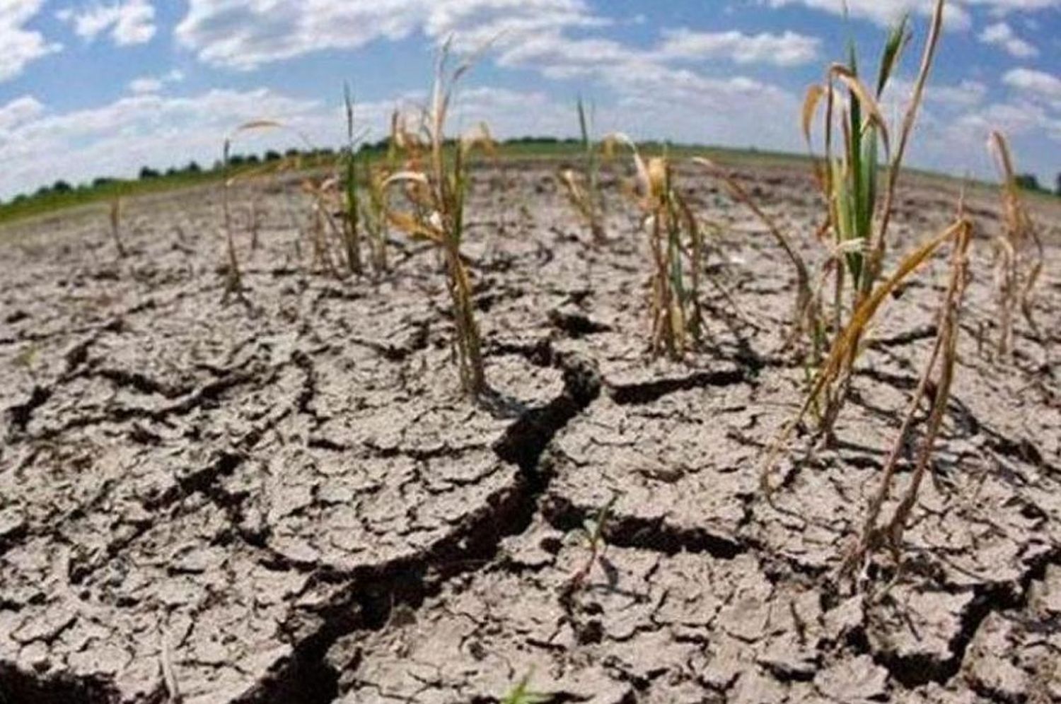 Santa Fe declaró la emergencia agropecuaria por la sequía que atraviesa la provincia