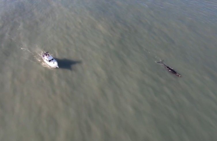Repudio ante el arreo de embarcaciones a ballenas: "Está prohibido, limita la estadía del animal"