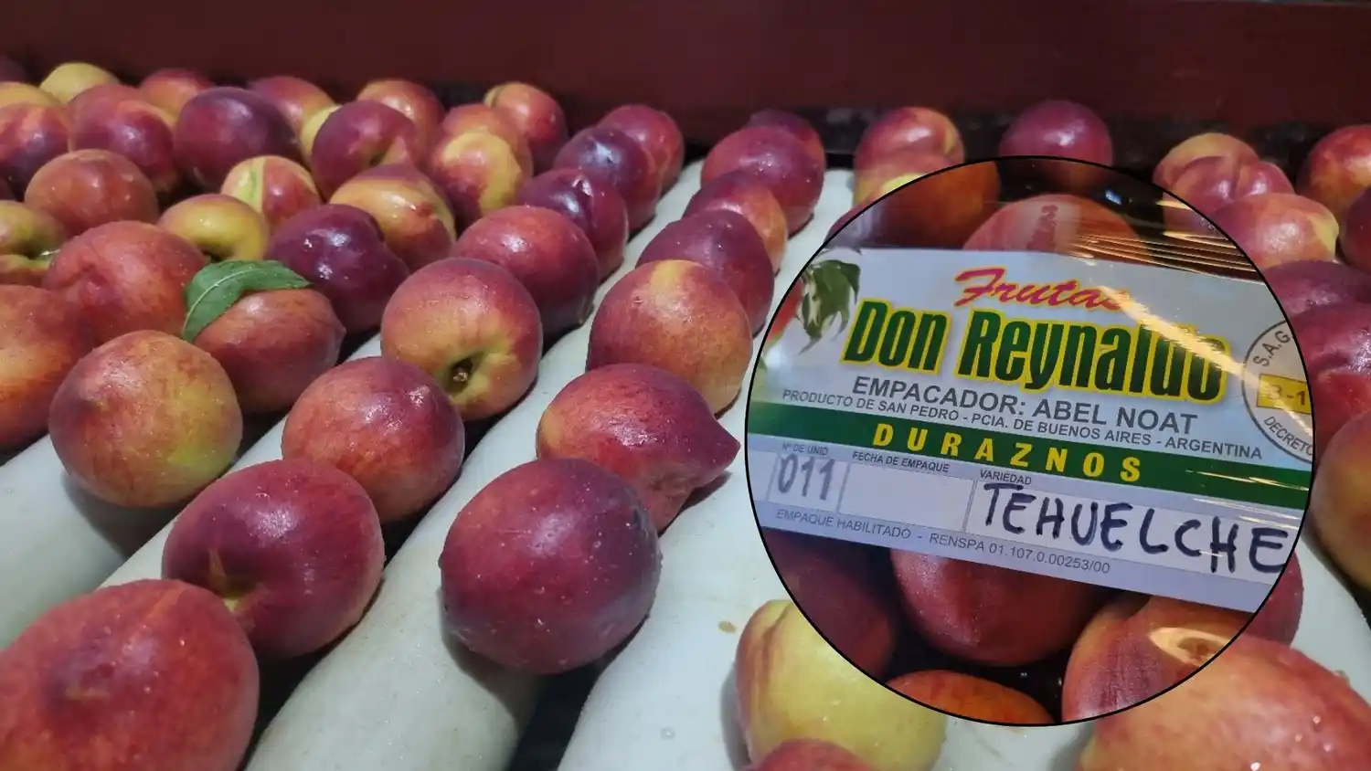 El durazno Tehuelche INTA, variedad creada en la Estación Experimental de San Pedro.