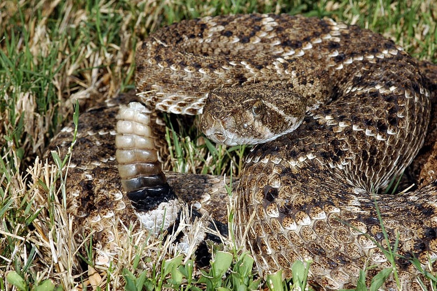 Decapitó a una cascabel, pero la serpiente lo mordió igual y casi lo mata