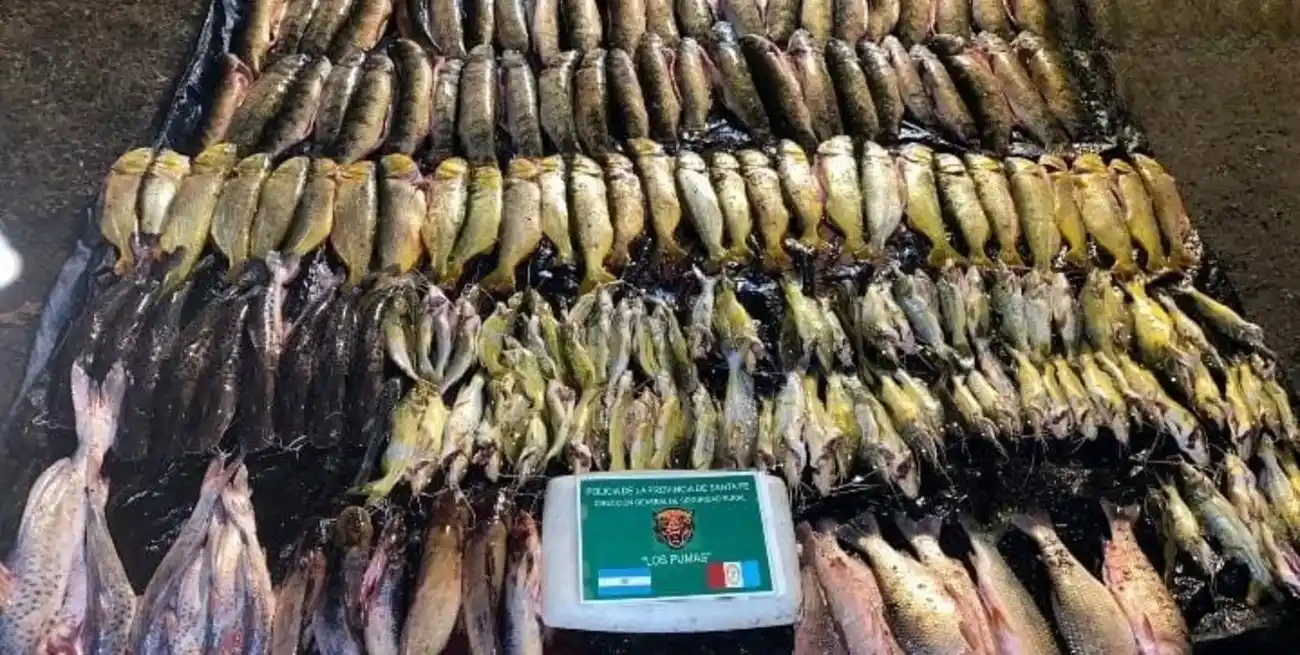 Entre las especies secuestradas había surubíes, amarillos, sábalos, tarangos, dorados y bagres.