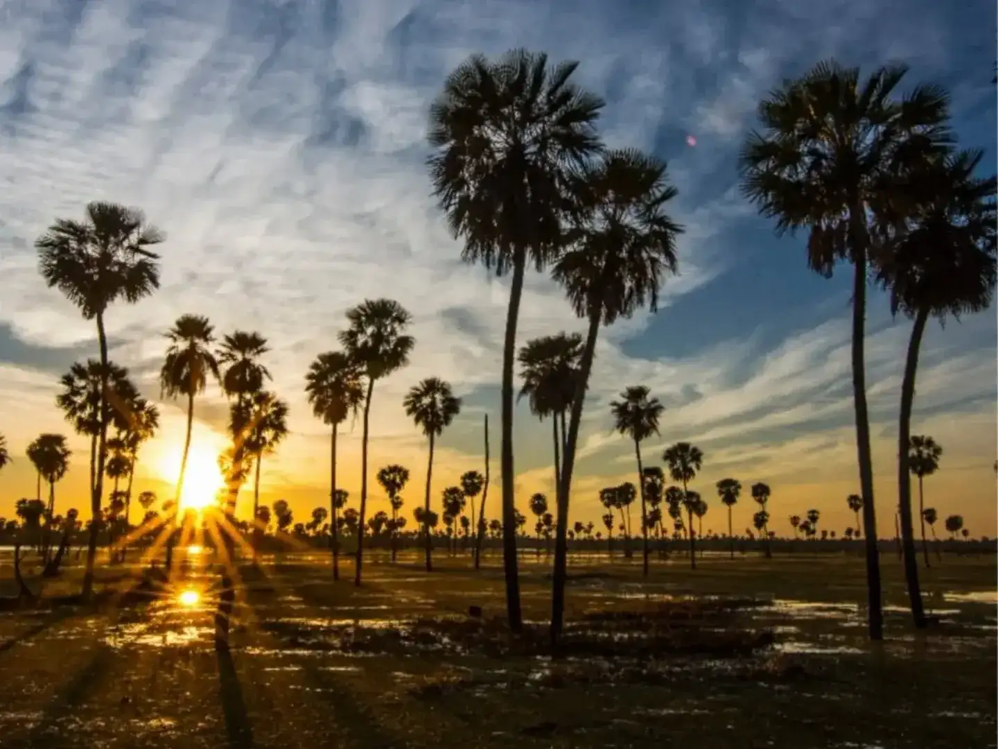 El atardecer ilumina el paisaje natural de Formosa, donde las palmeras se reflejan en los humedales. Este entorno único será uno de los grandes atractivos turísticos destacados durante la primera Feria Regional de Turismo en la provincia.