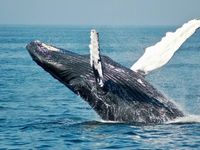 El 23 de julio se celebra a nivel mundial el Día dedicado a las Ballenas y los Delfines