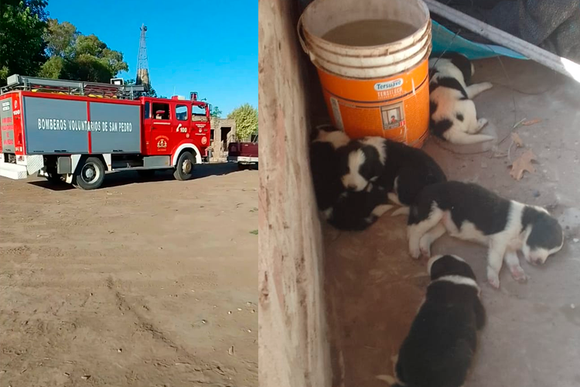 Bomberos salvaron a cinco cachorritos que habían caído a un pozo ciego