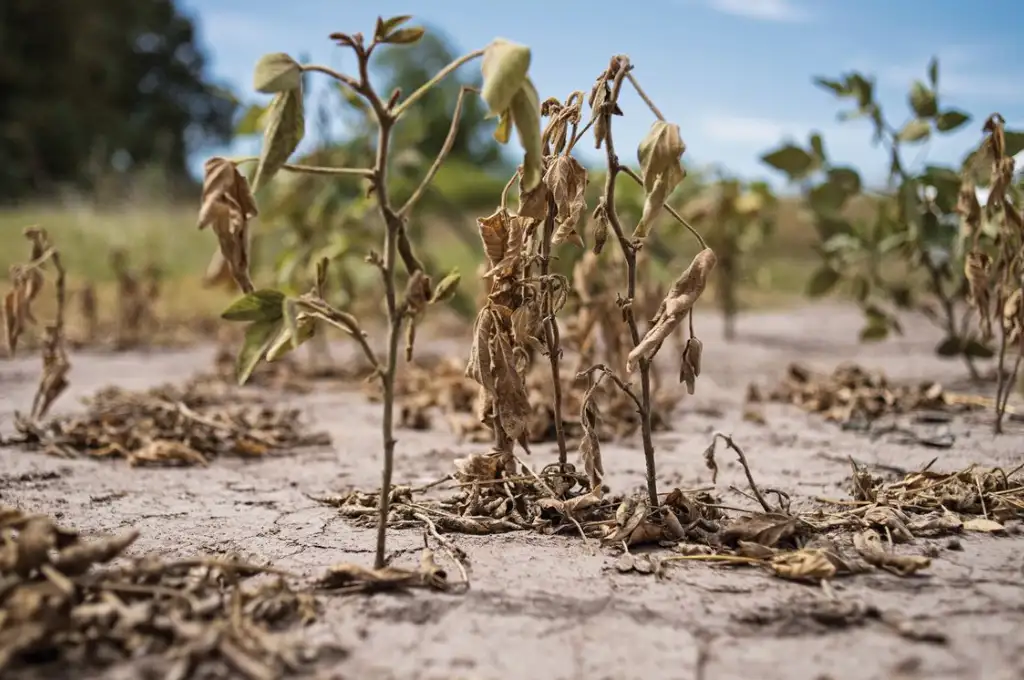 Los tres principales cultivos agrícolas -trigo, soja y maíz- "presentaron durante la campaña 2022/23 una extraordinaria caída de la producción