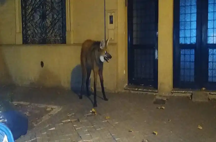 Murió el aguará guazú que habían encontrado en zona norte