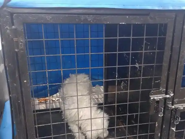 Un caniche que estaba abandonado en el techo de una casa fue rescatado en zona oeste