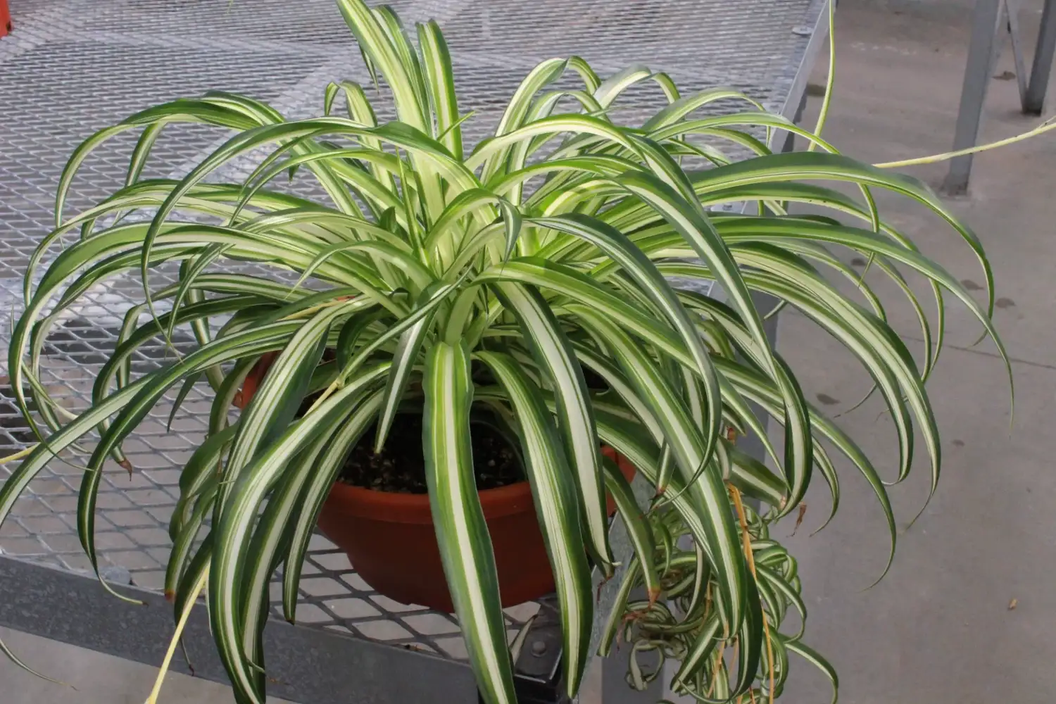 Cuatro plantas que pueden crecer en agua y son fáciles de mantener dentro de casa - 4