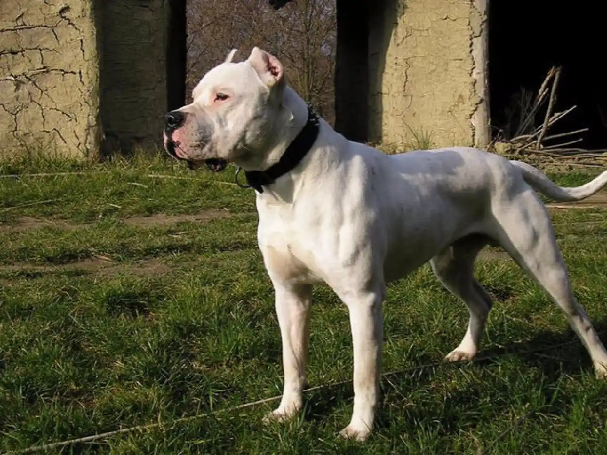 Frontera: jugaba con un amigo y lo atacó un dogo