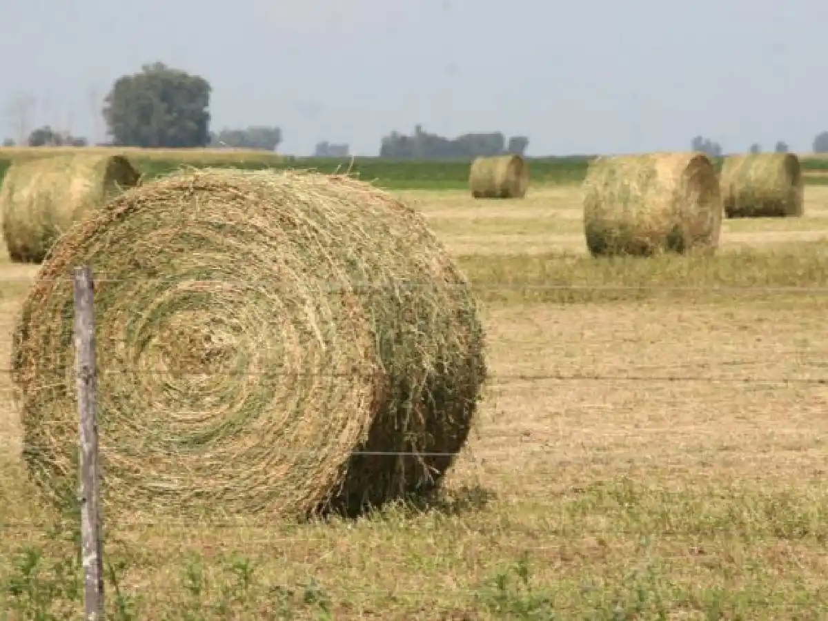 Vacas con “chip” producen hasta 12 litros más de leche