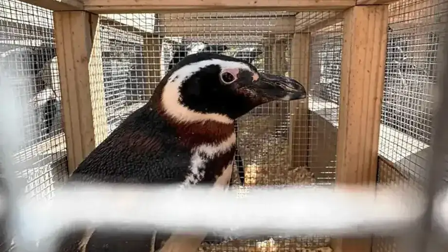 Más de 40 pingüinos de Magallanes del Aquarium de Mar del Plata fueron trasladados al Parque Bubalcó