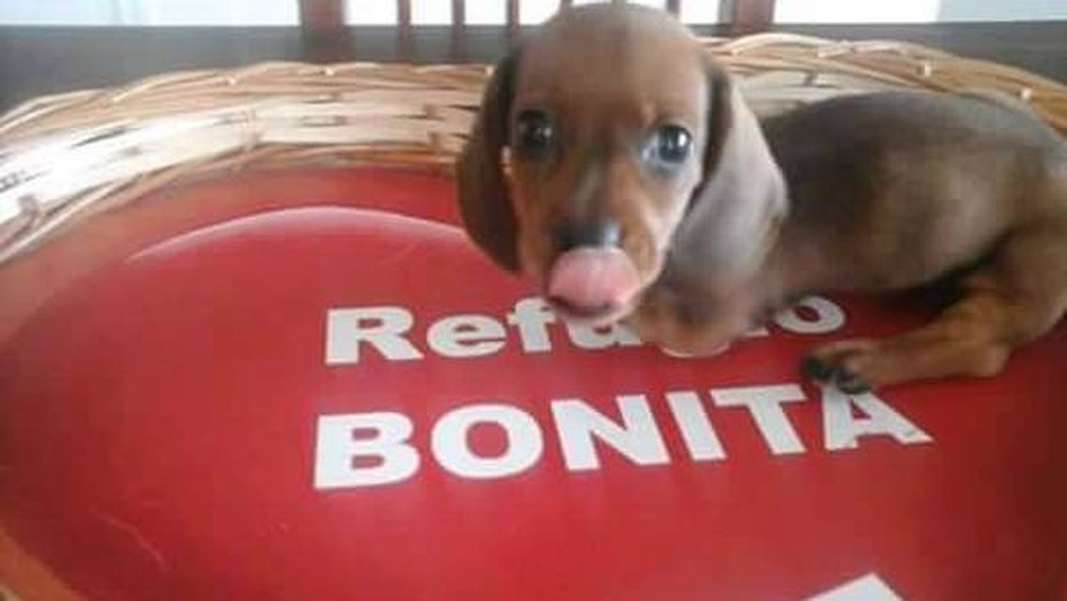 El proteccionista Gustavo De Rosa se presentará en Gualeguaychú