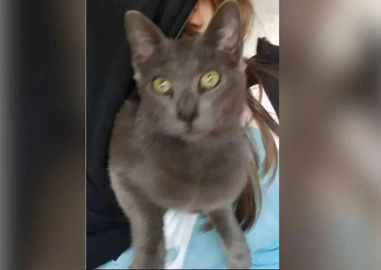 Buscan al gato Grisecito: se perdió por Ríobamba y Bottaro