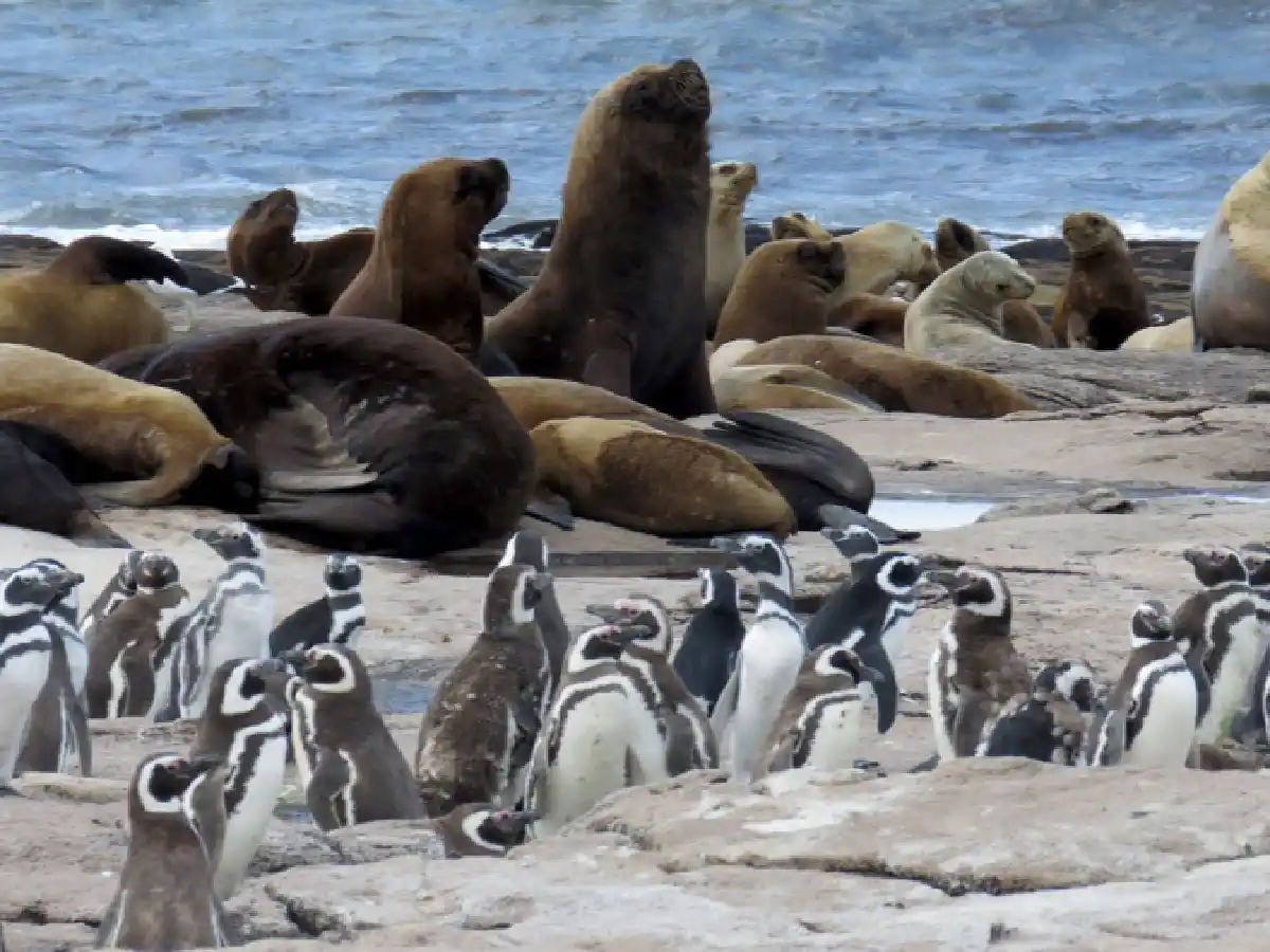 La reserva rionegrina Islote Lobos fue convertida en Parque Nacional