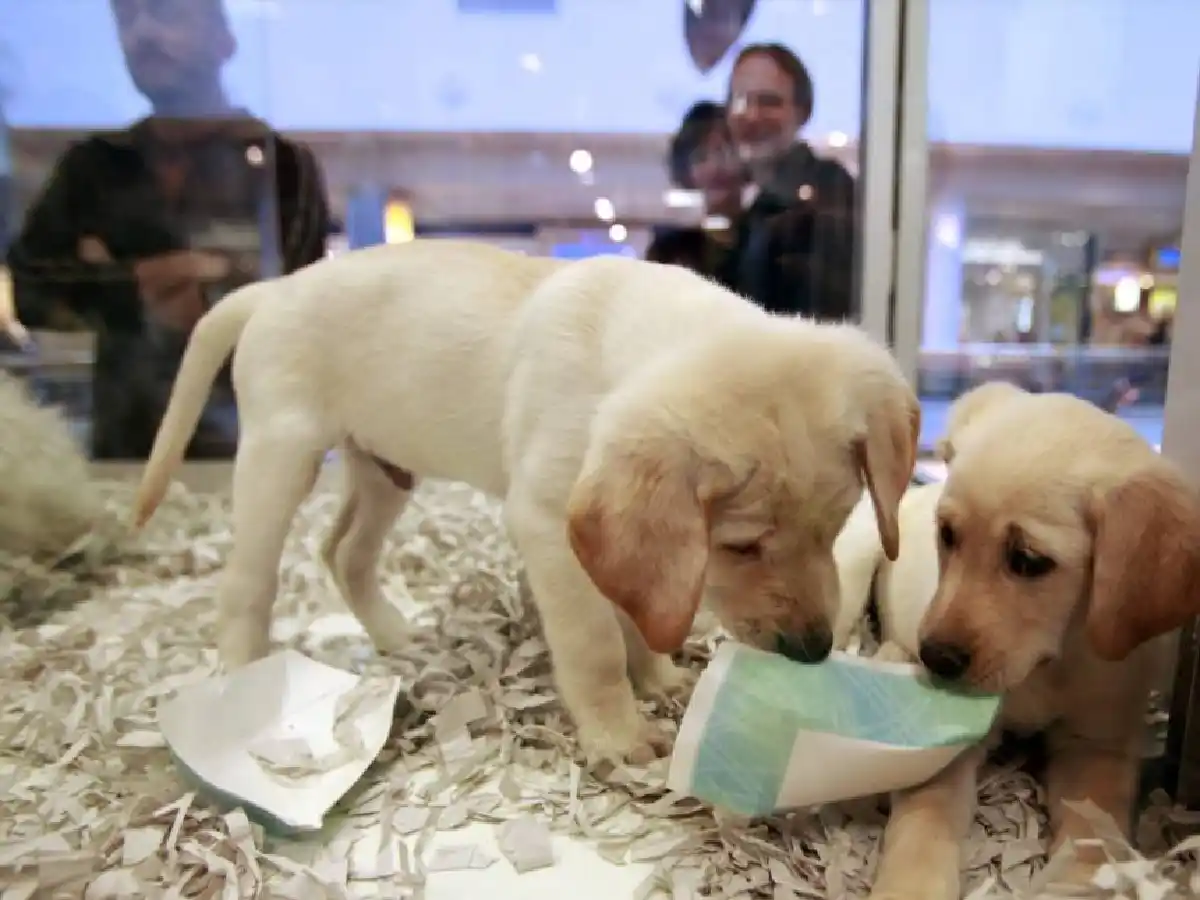 Inglaterra prohíbe la venta de cachorros en negocios  