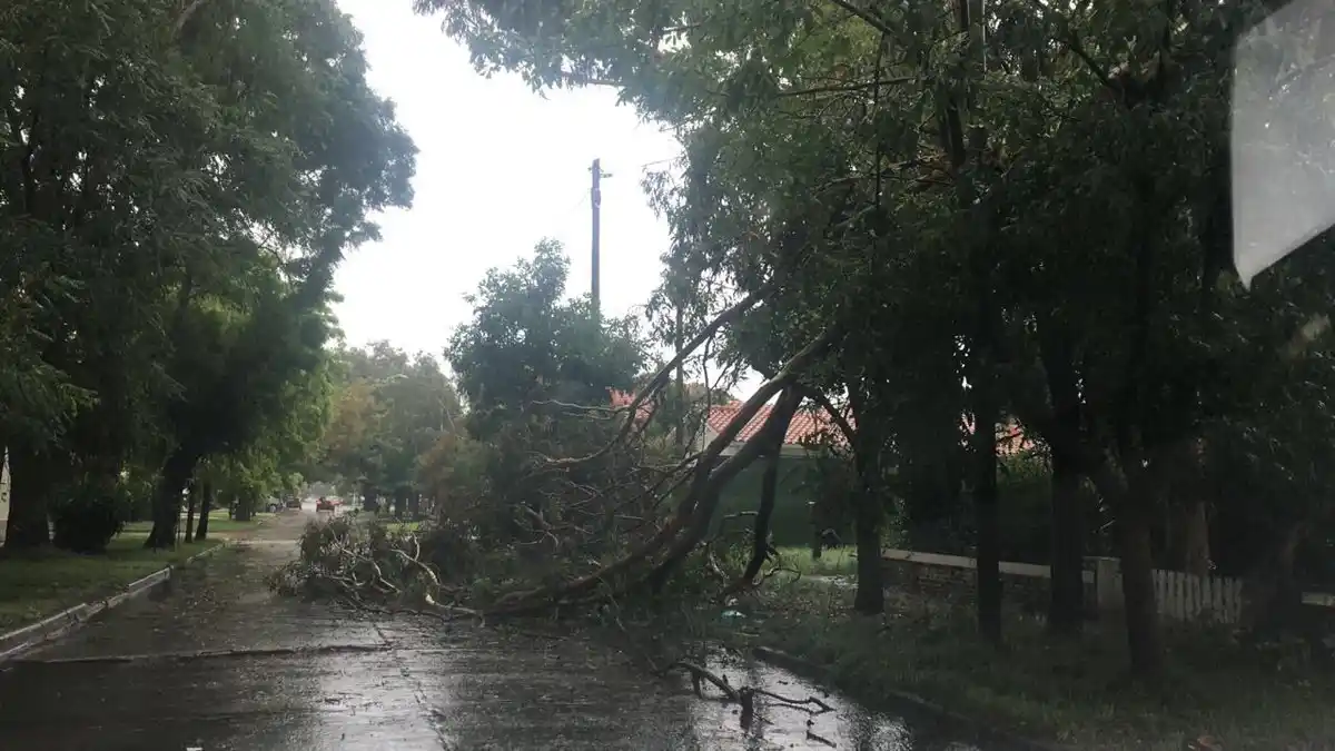 Temporal en Mar del Plata: Árboles caídos, cortes de luz y voladura de techos