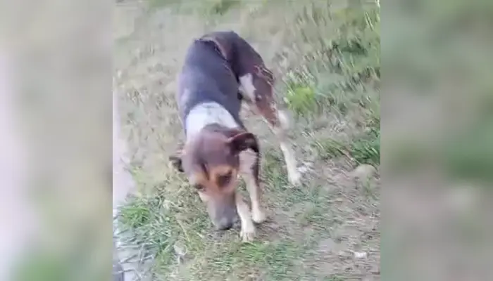 Ayuden al perrito
