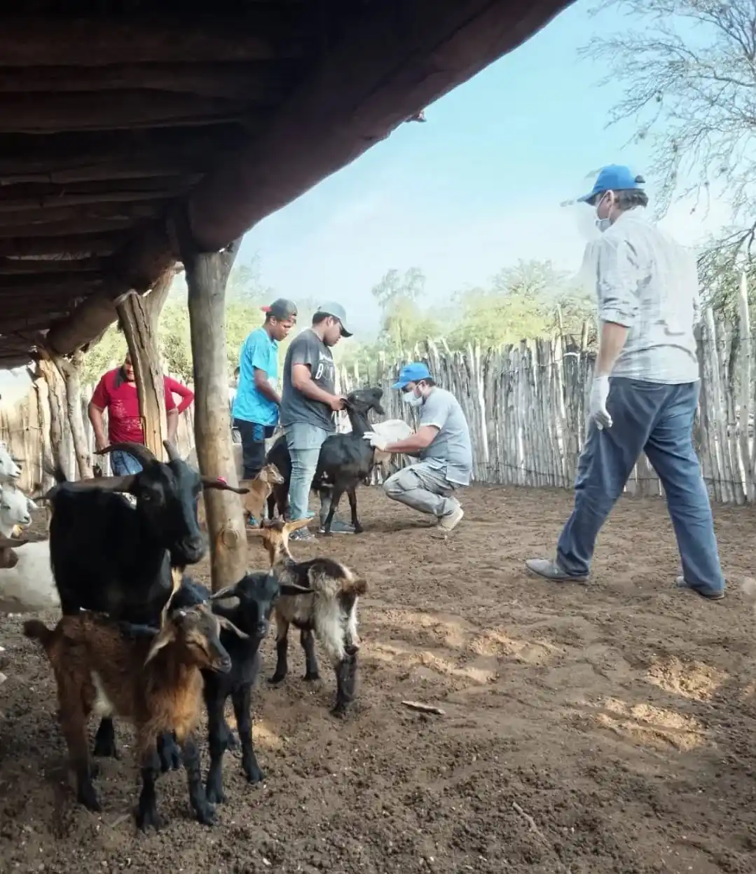 Paippa con ferias, reproductores caprinos y precio sostenido para la Navidad