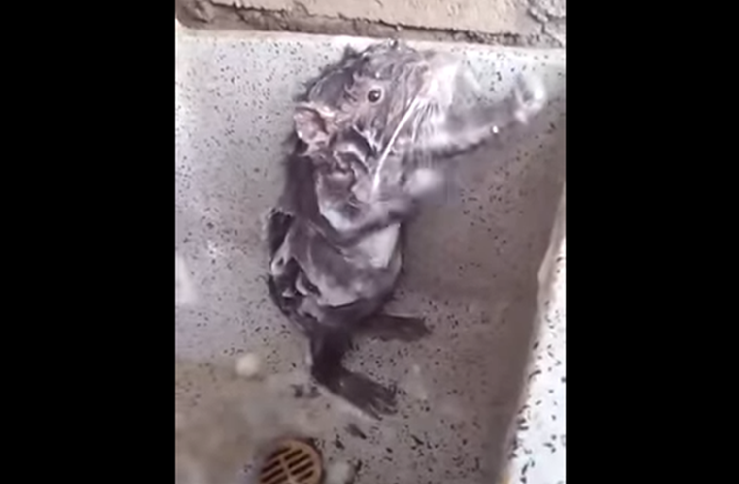 Video: Un ratoncito que se ducha como un ser humano arrasa en las redes