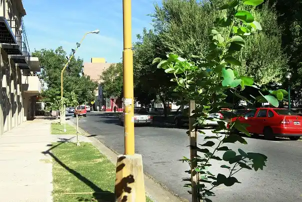 En 2013 se plantaron más de 6.400 árboles en distintos puntos de la ciudad