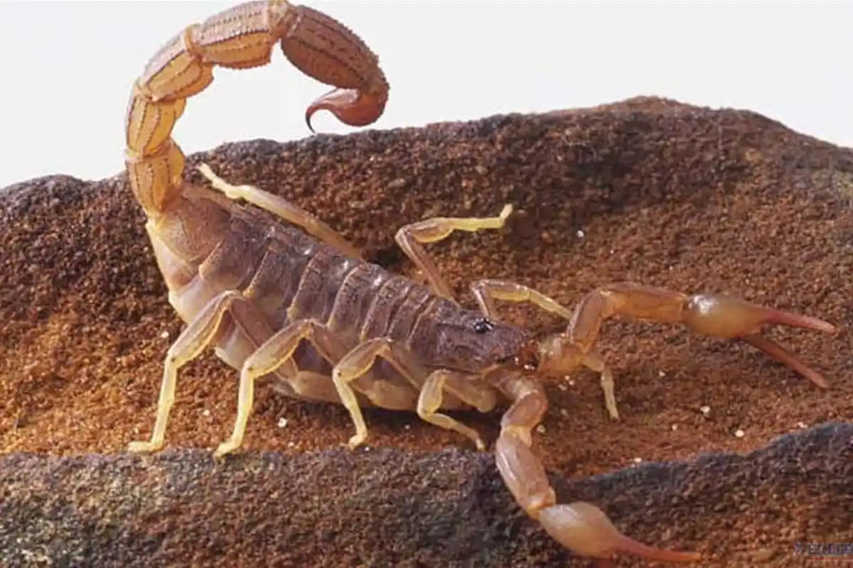 Alacranes en Coronel Pringles: Afirman que no son peligrosos y emiten recomendaciones