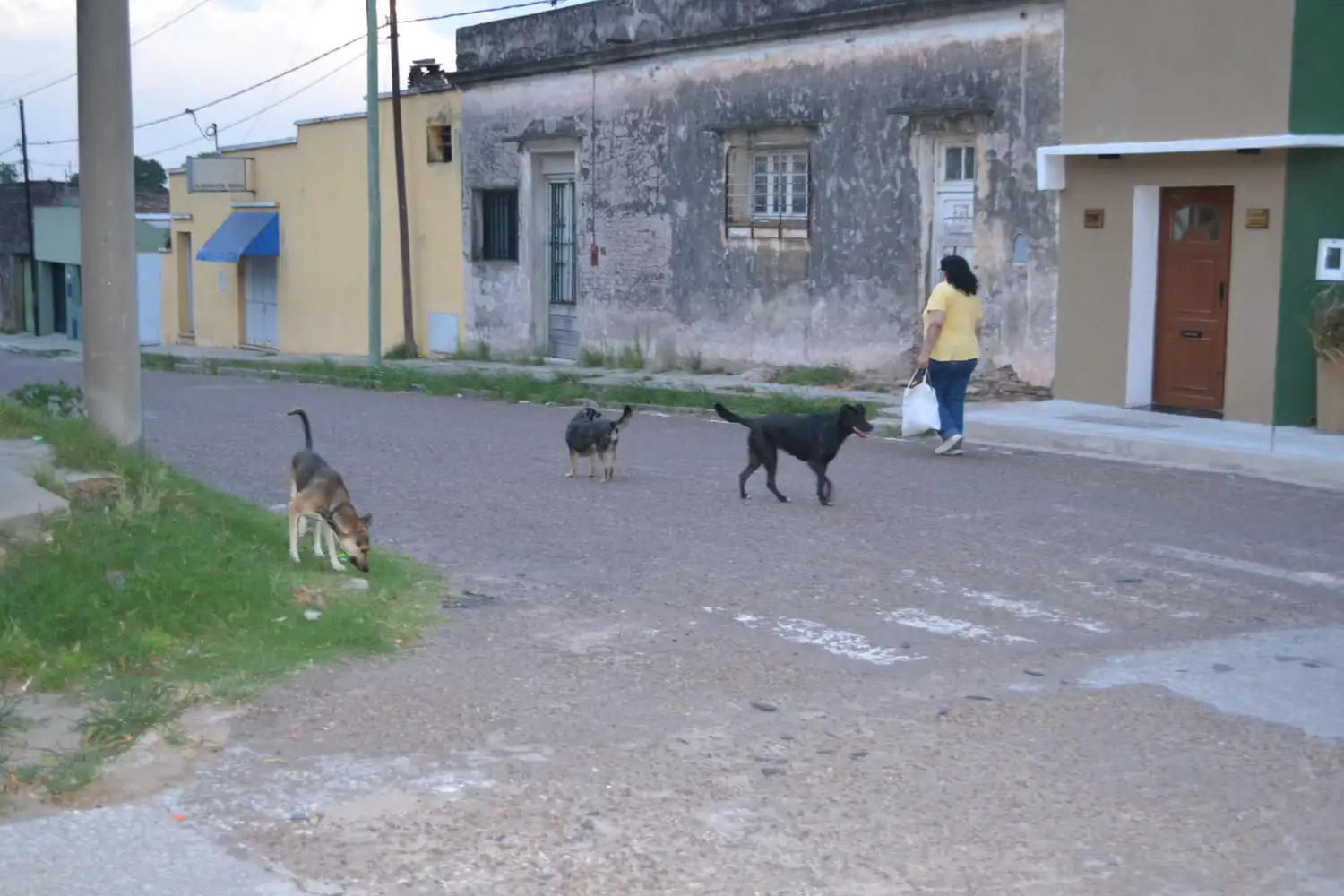 El gran dilema: ¿Qué hacer con la población canina?