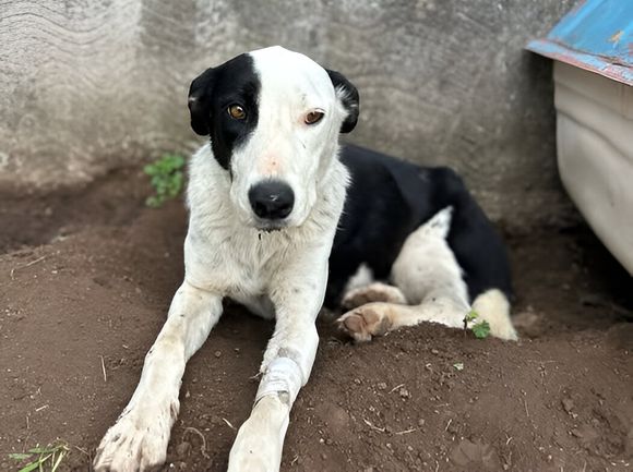 Recaudaron el dinero para la perrita Vida y la semana que viene va al veterinario