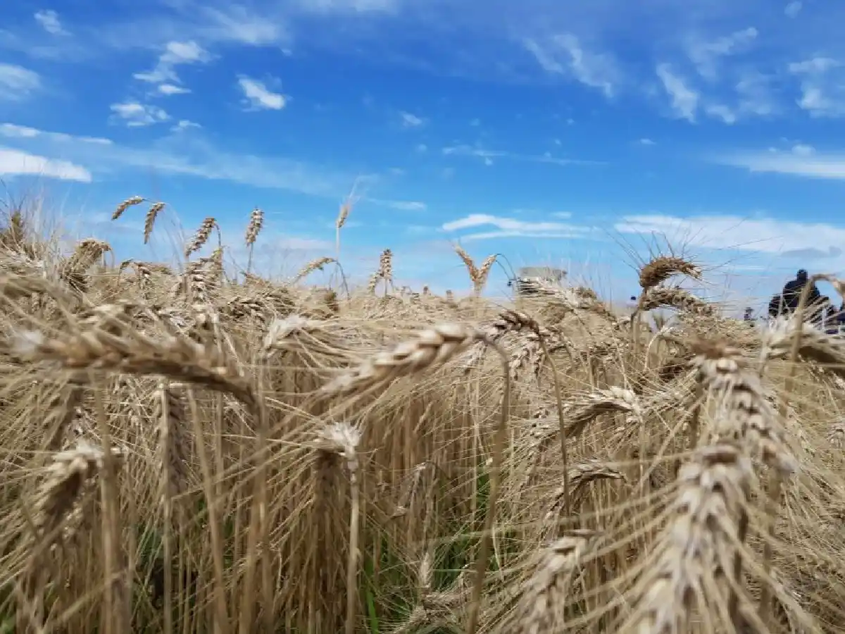 Efecto sequía: advierten que podría faltar trigo para exportar     