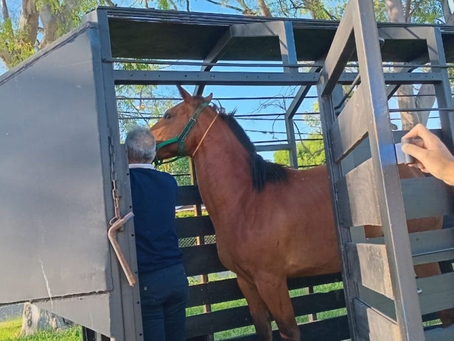 Un caballo fue trasladado a la Reserva las Piedras al no poder identificar a su propietario