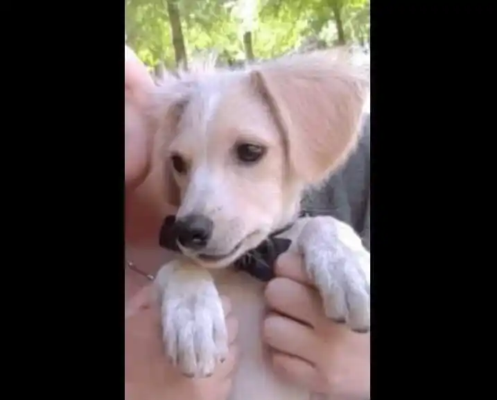 Buscan a Lola