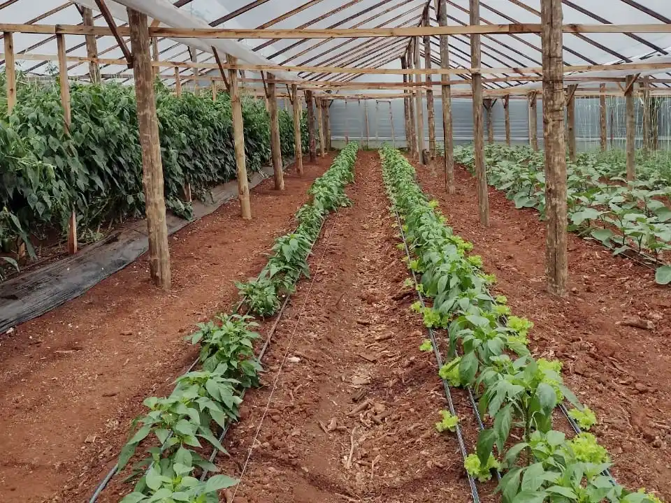 En INTA impulsan el uso de bioles, los abonos líquidos fermentados