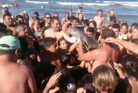 Sacó a un delfín del mar para sacarse una foto y murió en sus brazos