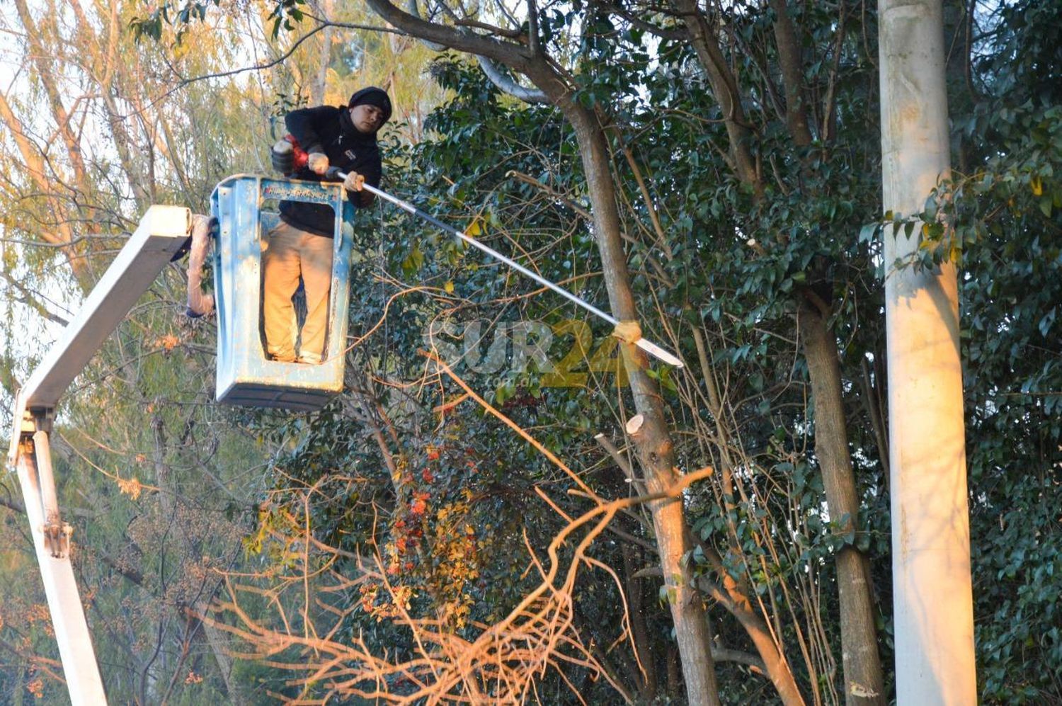 El Municipio finaliza la poda en avenida 2 de Abril y continuará en barrios Centro I y Norte