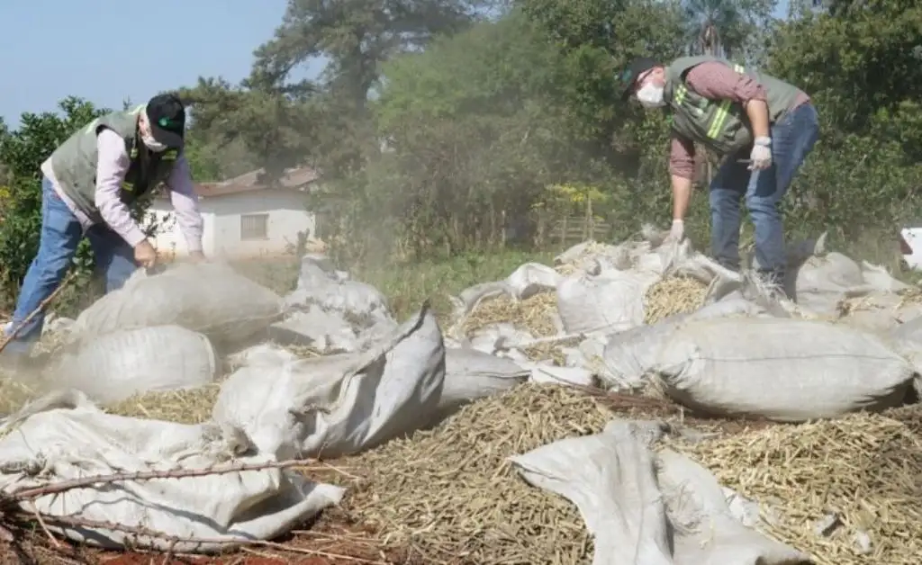 Desbaratan un negocio ilegal de palitos de yerba por $147 millones