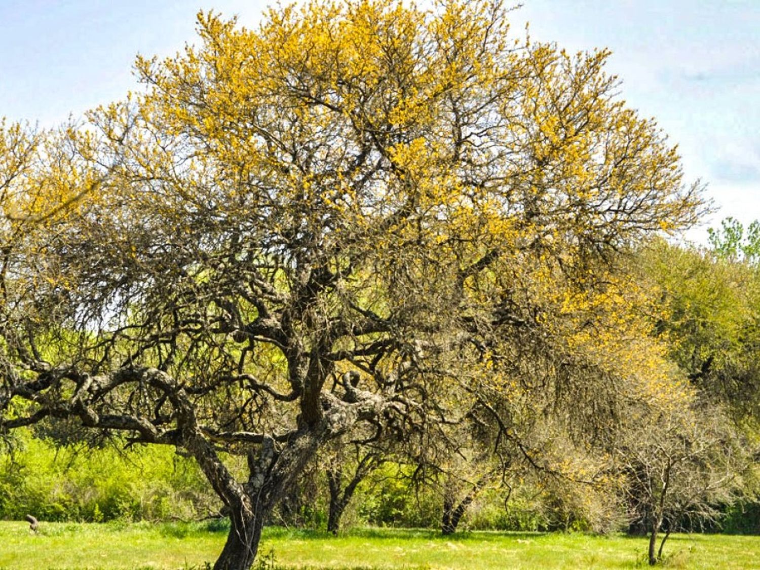 Celebrarán el Día del Árbol Entrerriano con una jornada dedicada a la naturaleza nativa
