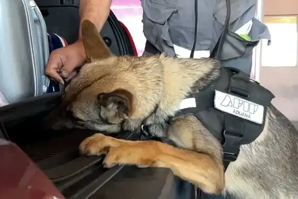 Intentaron cruzar miles de dólares en auto desde Uruguay: los encontró una perra de la Aduana