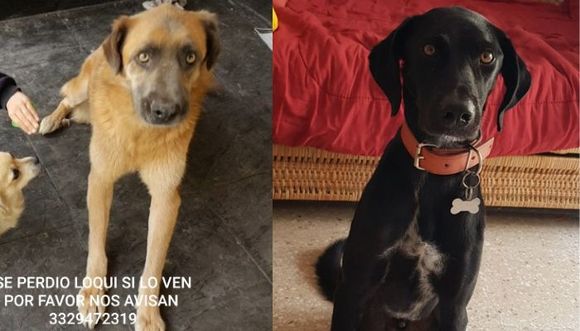 Toto y Loqui se perdieron