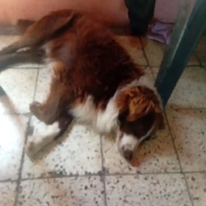 Buscan al perro Marrón