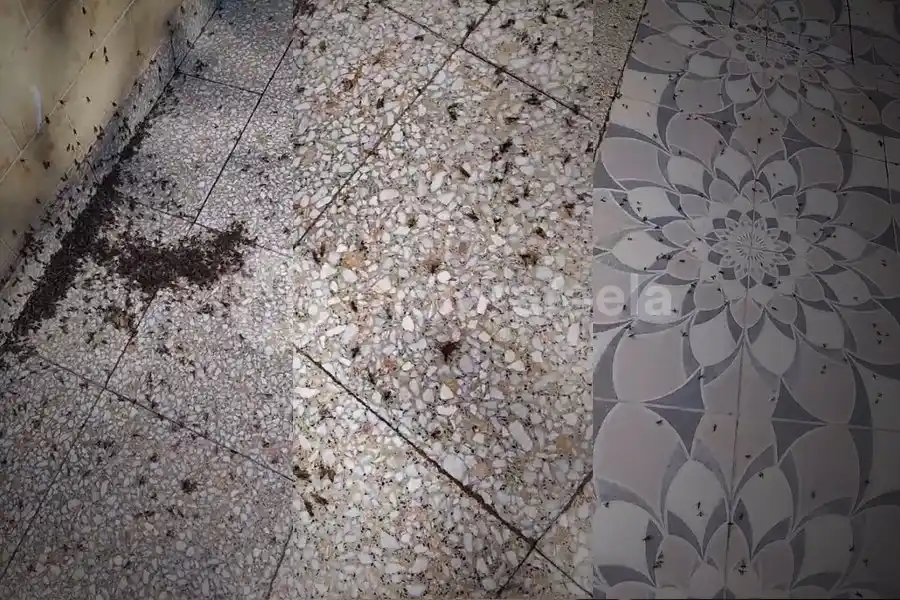 Alerta en Rafaela y la región: llegaron las hormigas voladoras e invadieron la zona