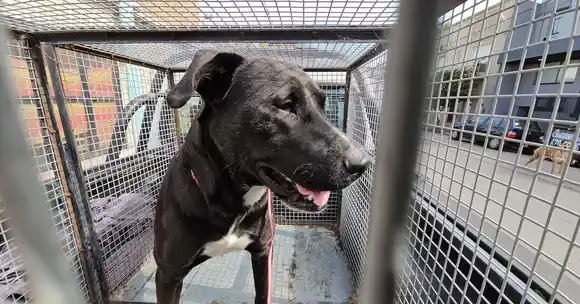 Detuvieron a una mujer por tener sexo con un perro en la vía pública: fue entregada por sus vecinos