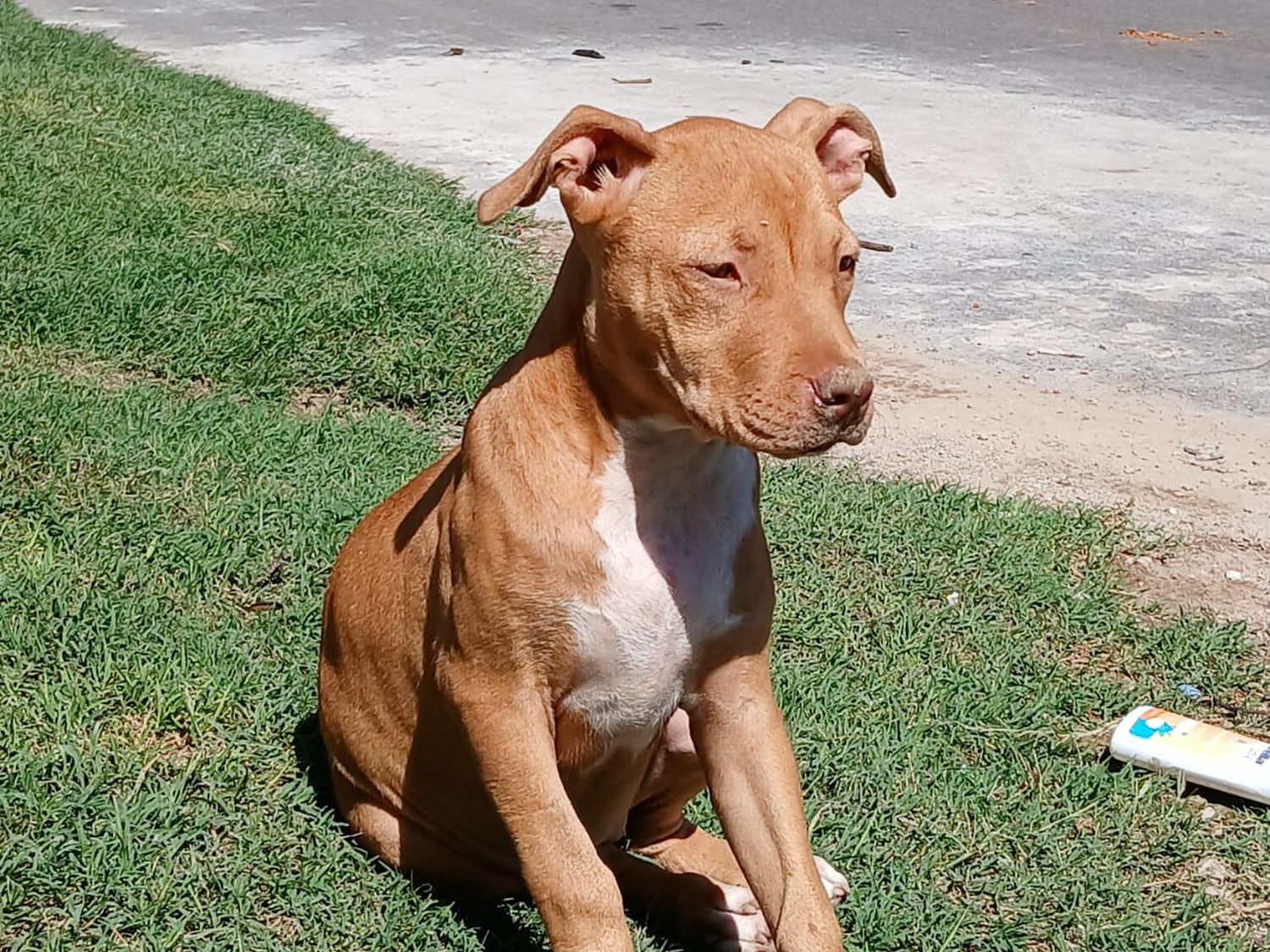 Perra perdida: buscan a Luna