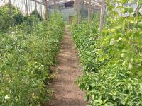 Desde el viernes se podrán comprar verduras agroecológicas en el Mercado Municipal